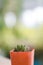 Anacampseros Rufescens type of mini cactus plants in a pot.