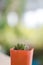 Anacampseros Rufescens type of mini cactus plants in a pot.