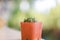 Anacampseros Rufescens type of mini cactus plants in a pot.