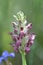 Anacamptis coriophora, the bug orchid