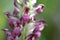 Anacamptis coriophora, the bug orchid