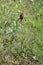 Anacamptis coriophora - Wild plant shot in the spring