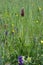 Anacamptis coriophora - Wild plant shot in the spring