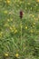 Anacamptis coriophora - Wild plant shot in the spring