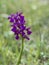 Anacamptis morio aka Green-winged Green-veined orchid, wild flower. After rain, hence raindrops.