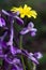 Anacamptis Morio,Endemic Mesiterranean Orchis Flowers and wiild yellow daisy from Sardinia Isle