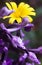 Anacamptis Morio,Endemic Mesiterranean Orchis Flowers and wiild yellow daisy from Sardinia Isle