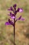 Anacamptis papilionacea blossoming in spring