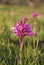 Anacamptis papilionacea or butterfly orchid