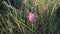 Anacamptis pyramidalis, the pyramidal orchid.