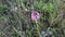 Anacamptis pyramidalis, the pyramidal orchid.