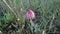 Anacamptis pyramidalis, the pyramidal orchid.