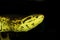 ANACONDA JAUNE eunectes notaeus