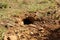 Anadolu squirrel burrow, Ground squirrels. Wild Animals, Wildlife. animal