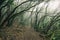 Anaga enchanted mystical fogy forest Tenerife Canary Islands Canaries Spain