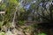 Anaga Rural Park - rare evergreen ancient laurel forest on Tenerife, Canary Islands, protected area