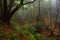 Anaga rural park, Tenerife, Spain