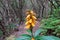 Anaga - Selective focus close up view on Digitalis isoplexis canariensis or Canary Island Foxglove on Tenerife, Spain.