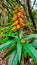 Anaga - Selective focus close up view on Digitalis (isoplexis) canariensis or Canary Island Foxglove on Tenerife, Spain.