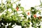 Anagallis arvensis - Scarlet pimpernel common weed