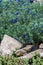 Anagallis is a genus of about 20-25 species of flowering plants