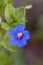 Anagallis monelli (blue pimpernel) flower