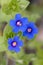 Anagallis monelli (blue pimpernel) flower