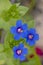 Anagallis monelli (blue pimpernel) flower