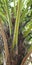 Anahaw or Saribus rotundifolius or fan palm  tree trunk