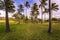 Anakena beach, Easter Island - July 10, 2017: Landscape of Anakena beach, Easter Island