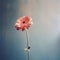 Analog Bliss: Captivating Pink Gerbera Standing Out Against A Blue Wall