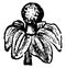 Anamirta cocculus Flower Male vintage illustration