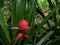 Ananas comosus plant and pink inflorescence, tropical fruit of pineapple