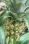 Ananas is a plant genus in the family Bromeliaceae.It is native to South America.