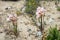 Ananuca flowers in Atacama desert, Chile