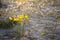 Ananuca flowers in Atacama desert, Chile