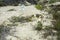 Ananuca flowers in Atacama desert, Chile