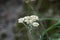 Anaphalis javanica (Javanese edelweiss, Gnaphalium javanicum, senduro, never wilts, eternal flower)