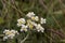 Anaphalis margaritacea Blossoming flowers white and yellow pollen