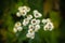 Anaphalis margaritacea - Pearly Everlasting