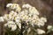 Anaphalis margaritacea, western pearly everlasting, pearly everlasting in bloom
