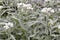 Anaphalis triplinervis flowers closeup