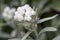 Anaphalis triplinervis flowers closeup