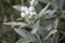 Anaphalis triplinervis flowers closeup