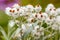 Anaphalis triplinervis or pearly everlasting many white flowers background