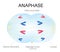 Anaphase is the phase of the cell cycle.