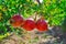 Anar fruits close up view,pomegranate leaves,Ripe pomegranates fruit hanging on a tree branch in the garden