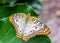 Anartia jatrophae