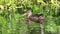 Anas clypeata. The female Northern Shoveler swims among coastal plants sun day