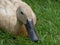 Anas platyrhynchos domesticus - Indian Runner duck, sat on grass. Pale brown in colour